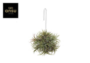 Tillandsia Ionantha Hang Large