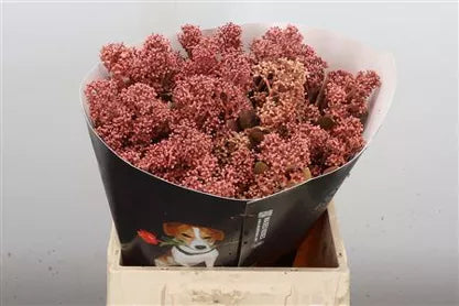 Wax Skimmia