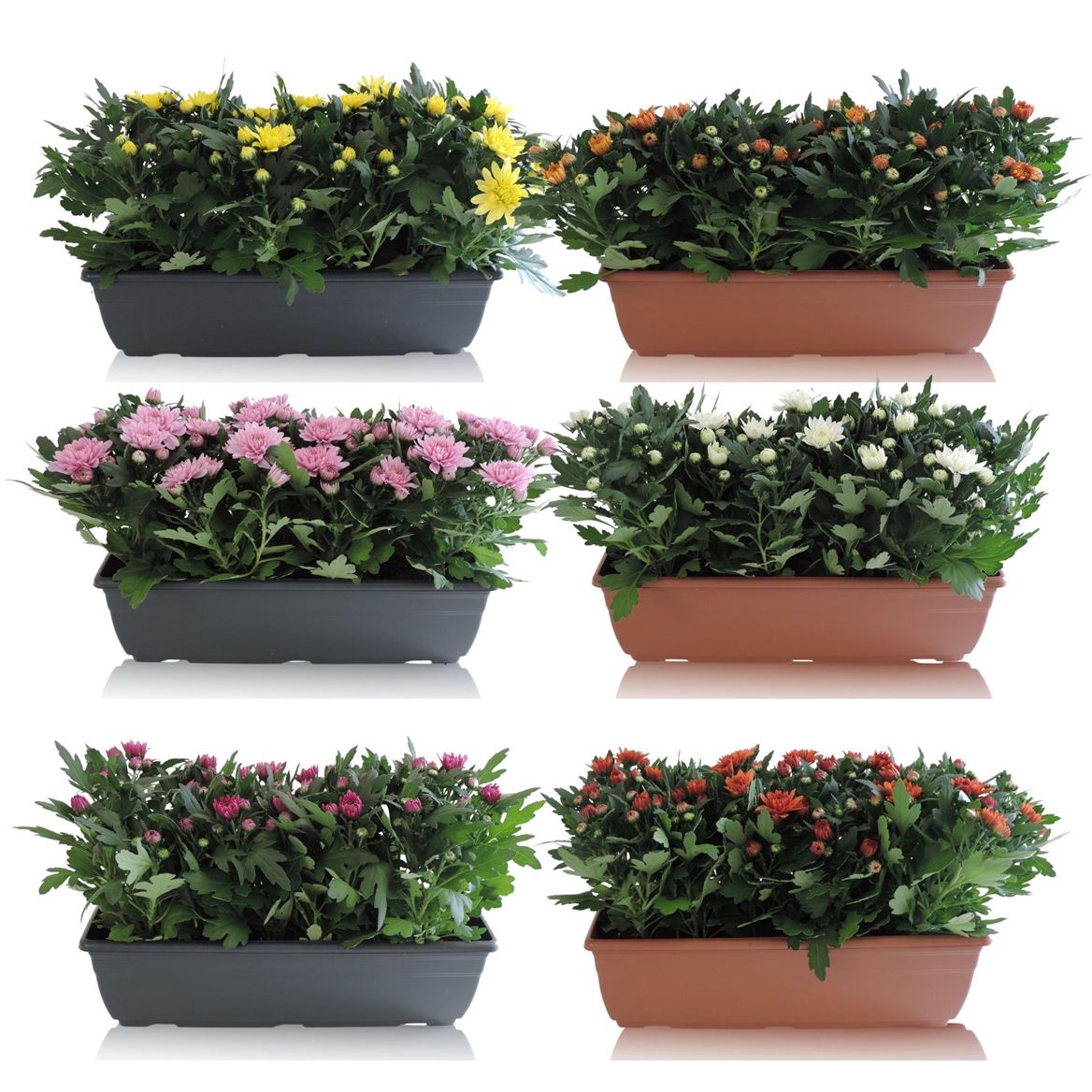 Chrysanthemum Gemengd Balkonbak