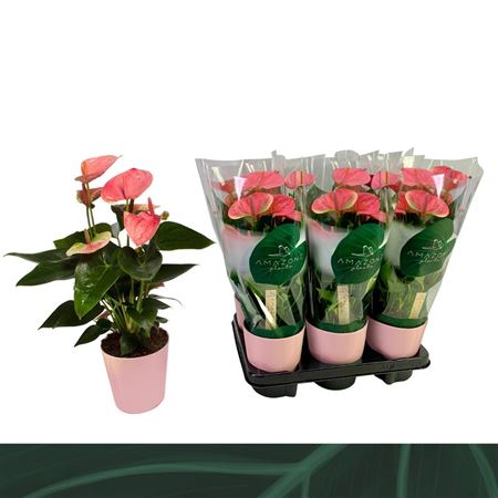Anthurium An Sweet Dream Keramiek Roze