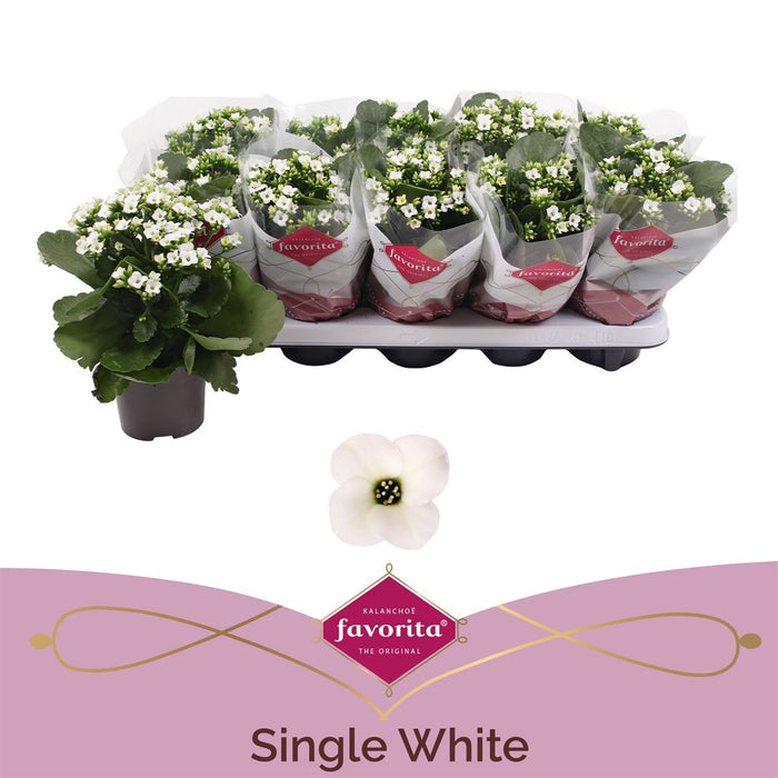 Kalanchoe Bl Wit