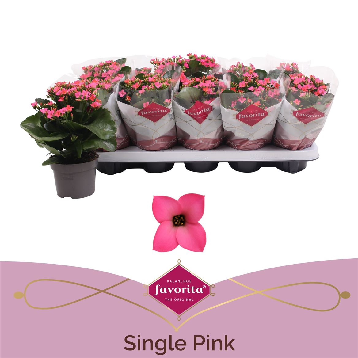 Kalanchoe Bl Rose
