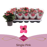 Kalanchoe Bl Rose