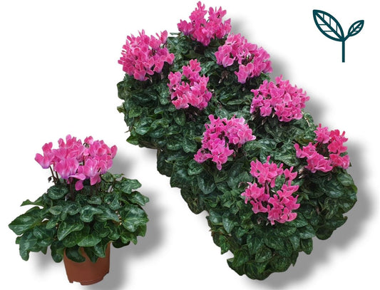 Cyclamen Per Ss Licht Rose