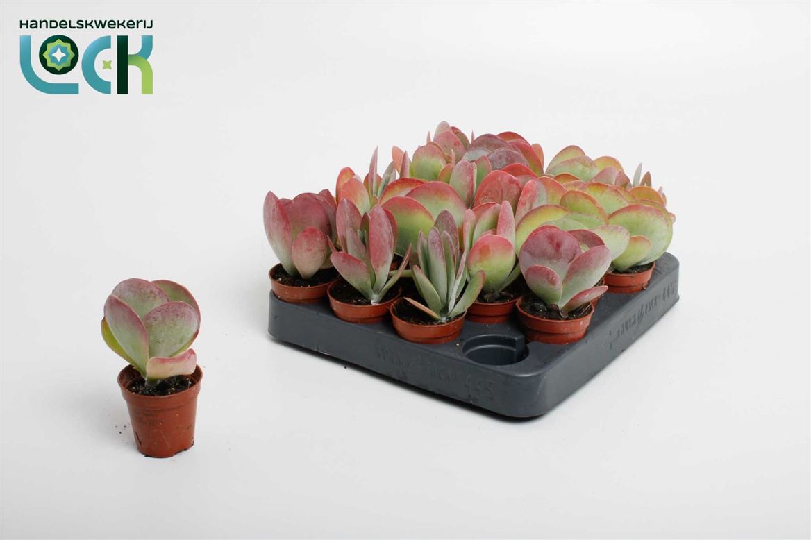 Kalanchoe Thyrsiflora Red Lips