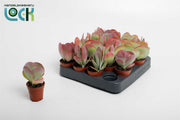 Kalanchoe Thyrsiflora Red Lips