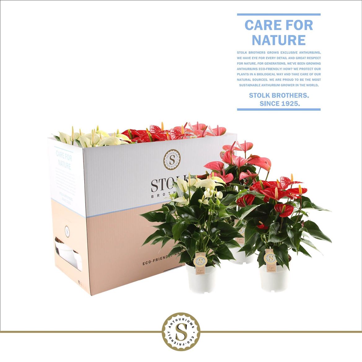 Anthurium St Gemengd 3kl Ecobo