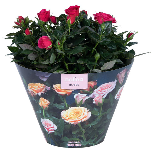 Rose Patio Hit Deep Pink Hoes