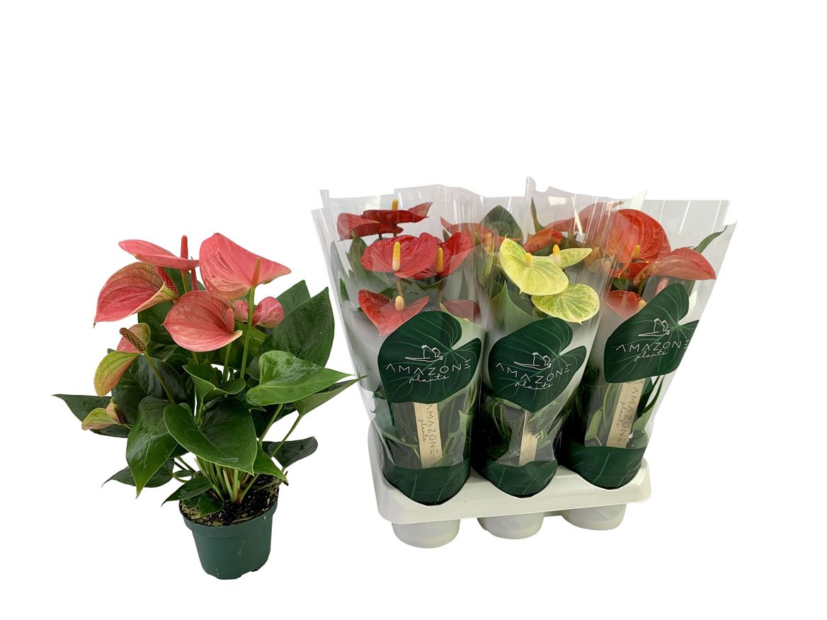 Anthurium An Gemengd 4 Kl