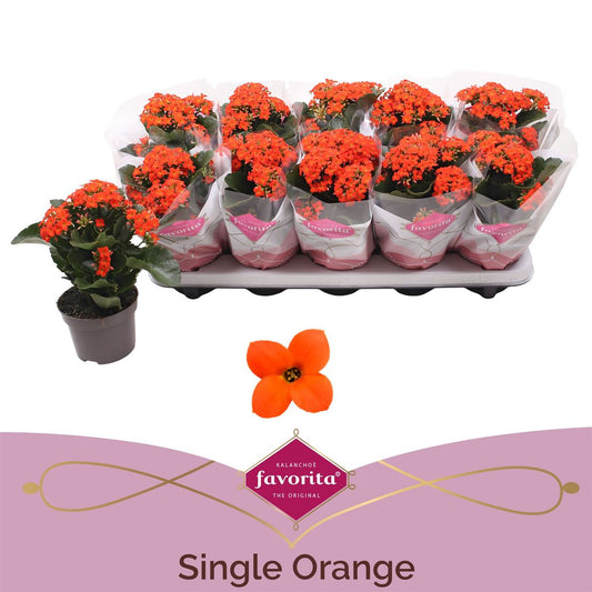 Kalanchoe Bl Oranje