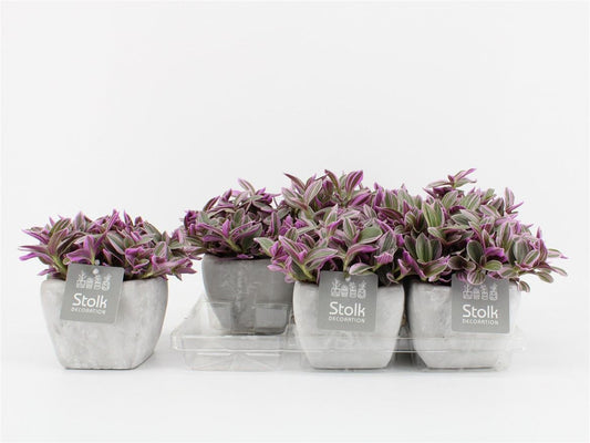 Trad Sweetness Keramiek Stone Look