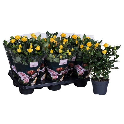 Rose Patio Hit Yellow