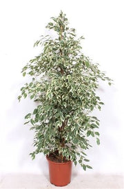 Ficus Be Twilight