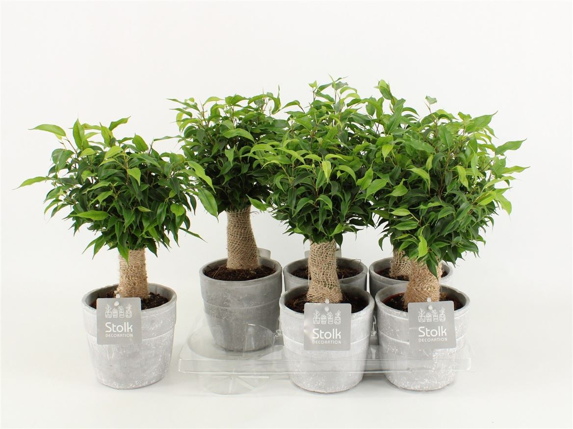 Ficus Be Natasja Keramiek Stone Look