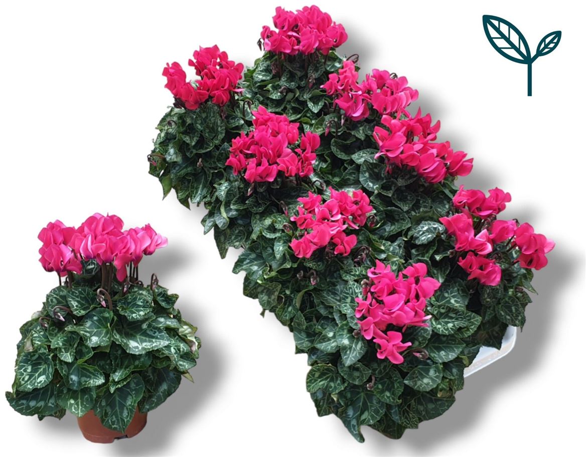 Cyclamen Per Ss Roze