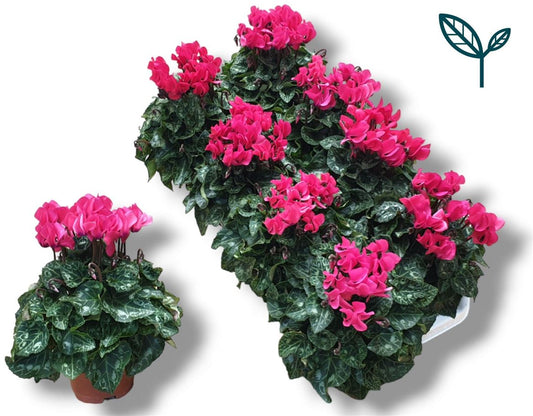 Cyclamen Per Ss Roze