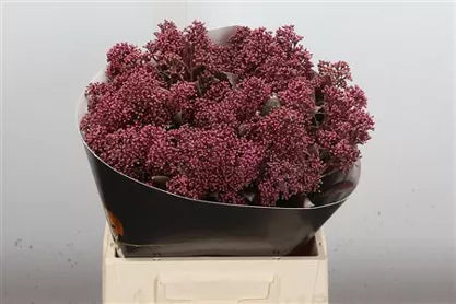 Wax Skimmia