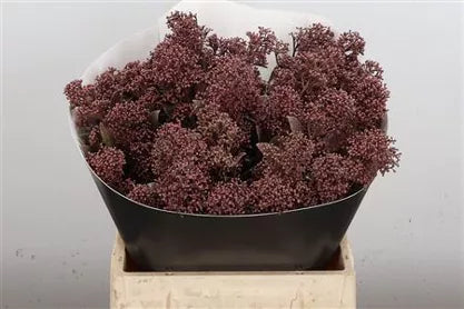 Wax Skimmia