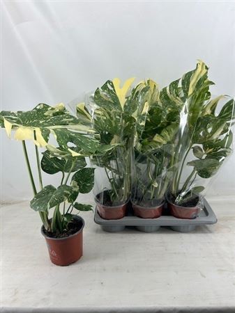 Monstera Deliciosa Thai Constellation