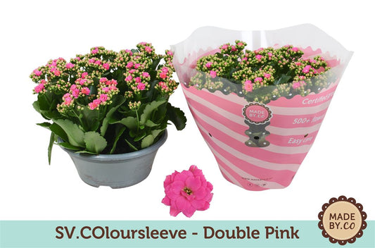 Kalanchoe Gev Roze Tst