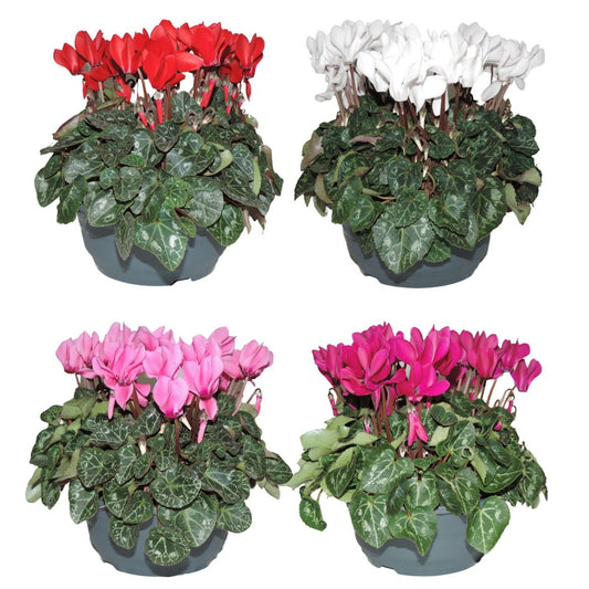 Cyclamen Per Ss Gemengd Patio Schaal
