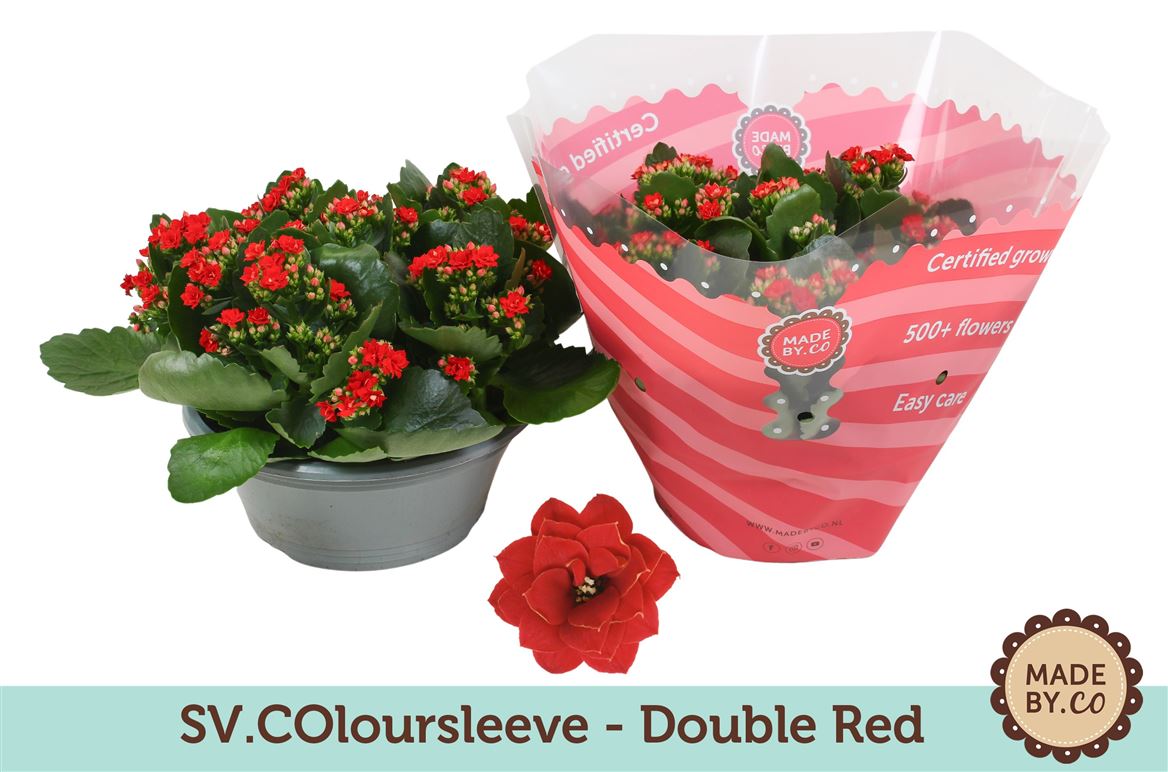Kalanchoe Gev Rood Tst