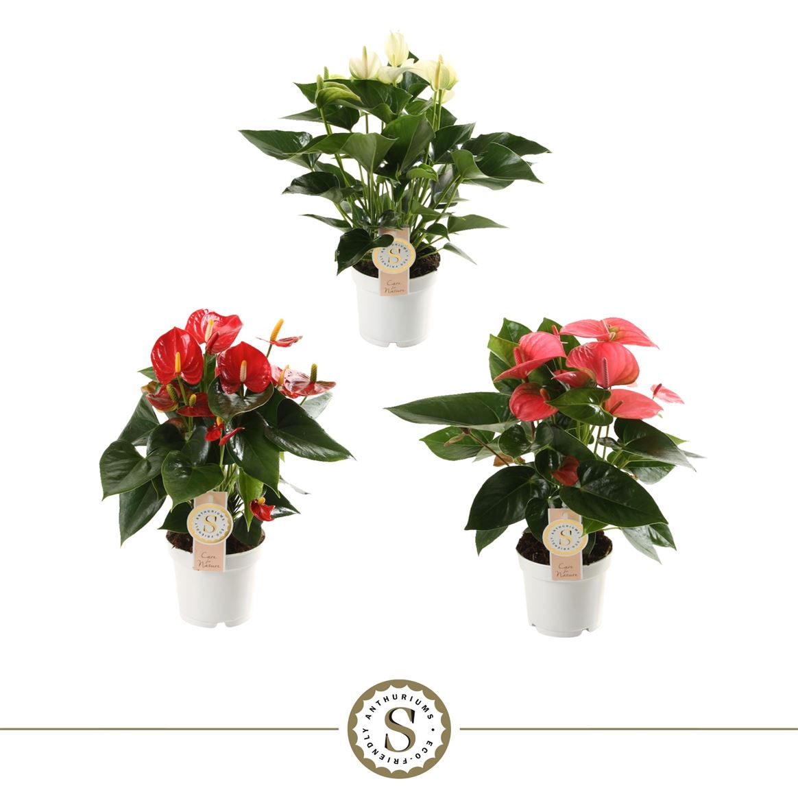 Anthurium St Gemengd 3kl