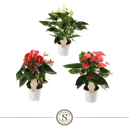 Anthurium St Gemengd 3kl