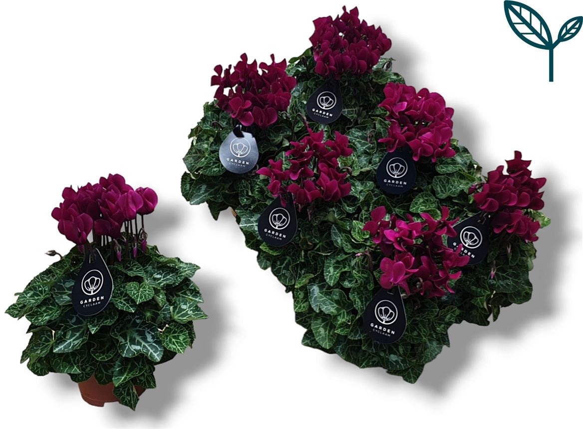 Cyclamen Per Garden Patio Paars