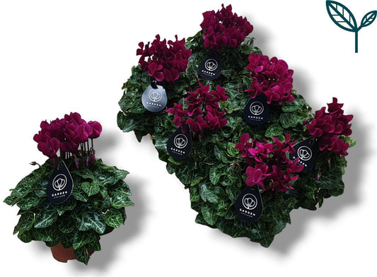 Cyclamen Per Garden Patio Paars