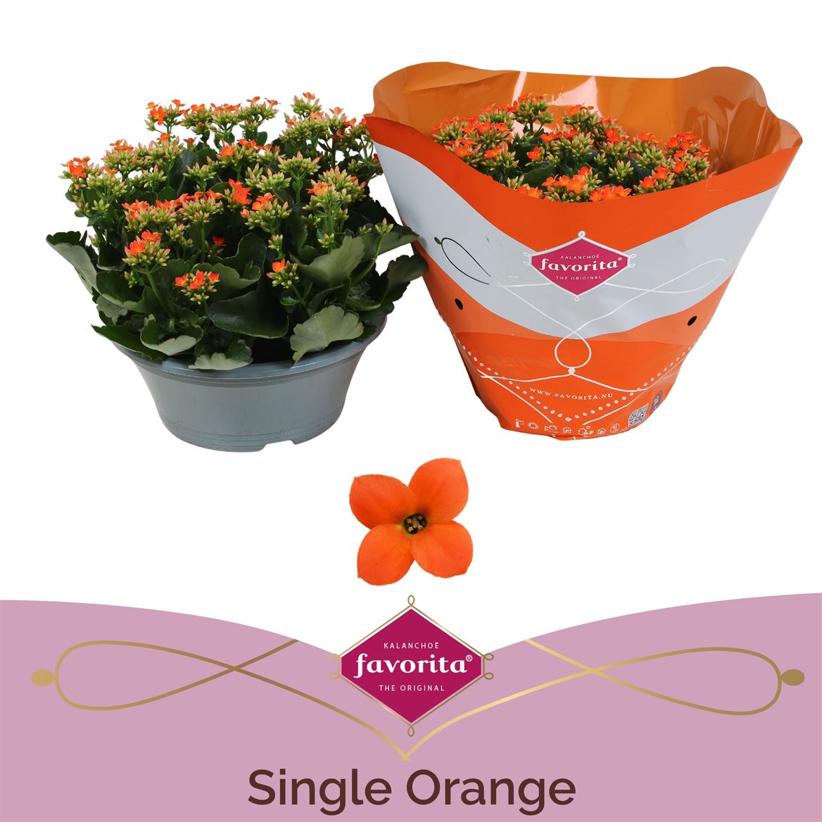 Kalanchoe Bl Oranje Tst