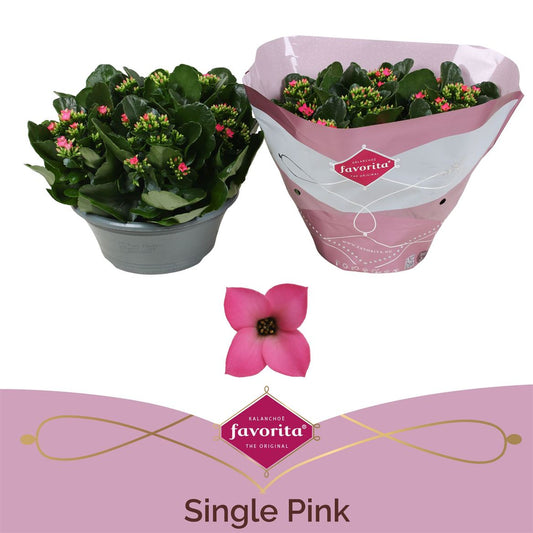 Kalanchoe Bl Roze Tst