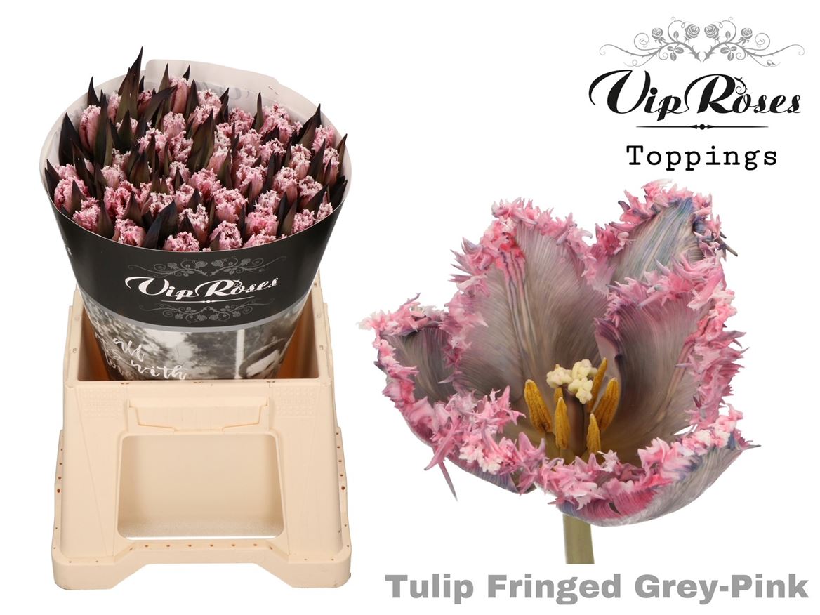 Tulip Fr Fringed Grey Pink