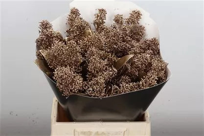 Wax Skimmia