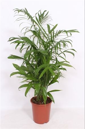 Chamaedorea Seifrizii