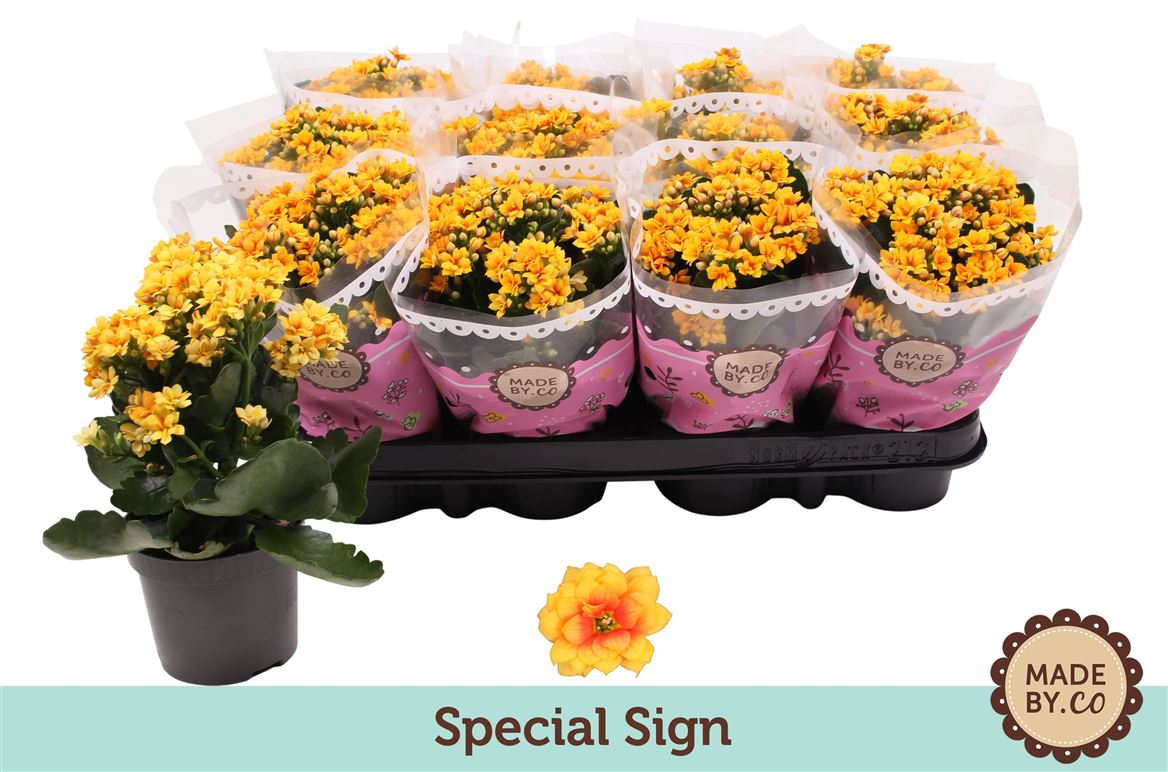Kalanchoe Gev Geel Special Sign