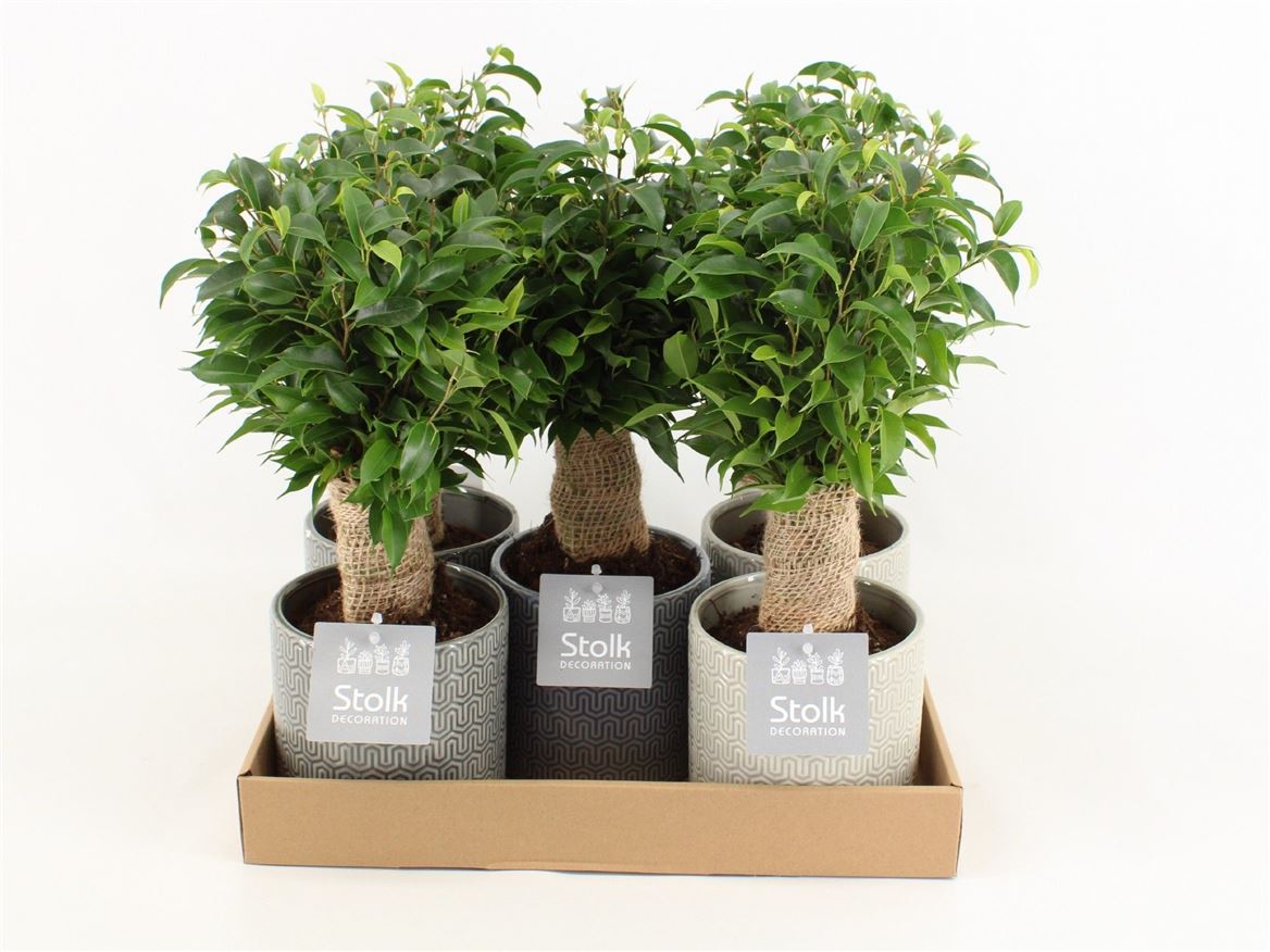 Ficus Be Natasja Keramiek Gaia