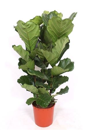 Ficus Lyrata 3pp