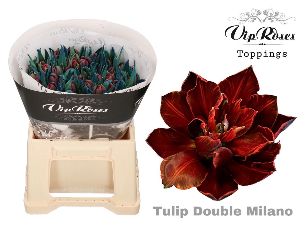Tulip Du Double Milano