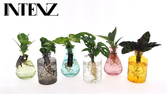 Opm Intenz Gemengd Glas Salinas