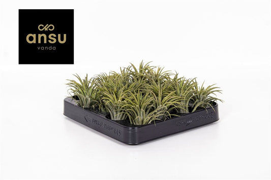 Tillandsia Ionantha Groen Large