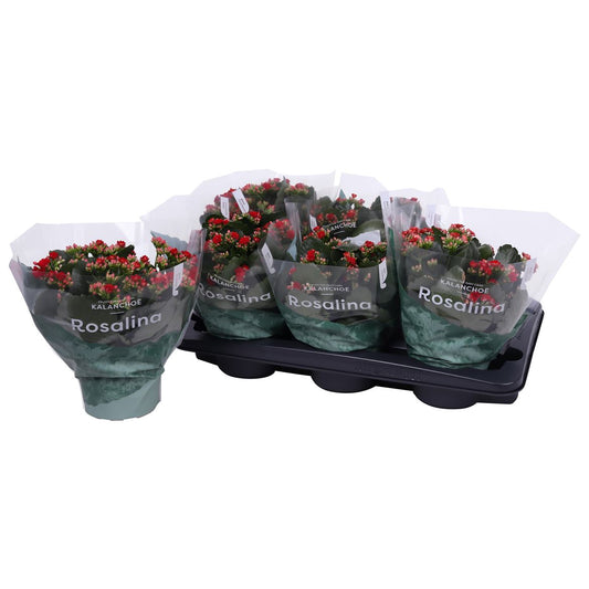 Kalanchoe Gev Rood