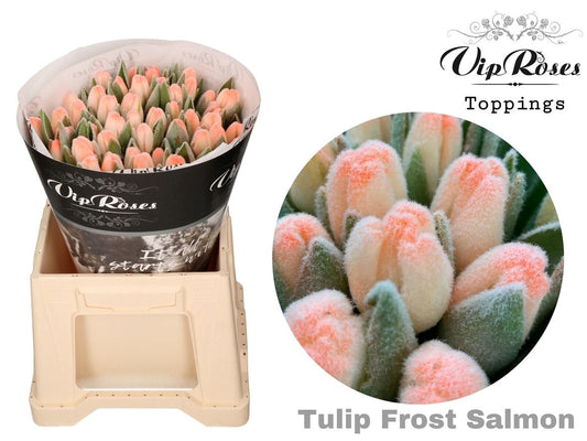 Tulip En A Frost Salmon