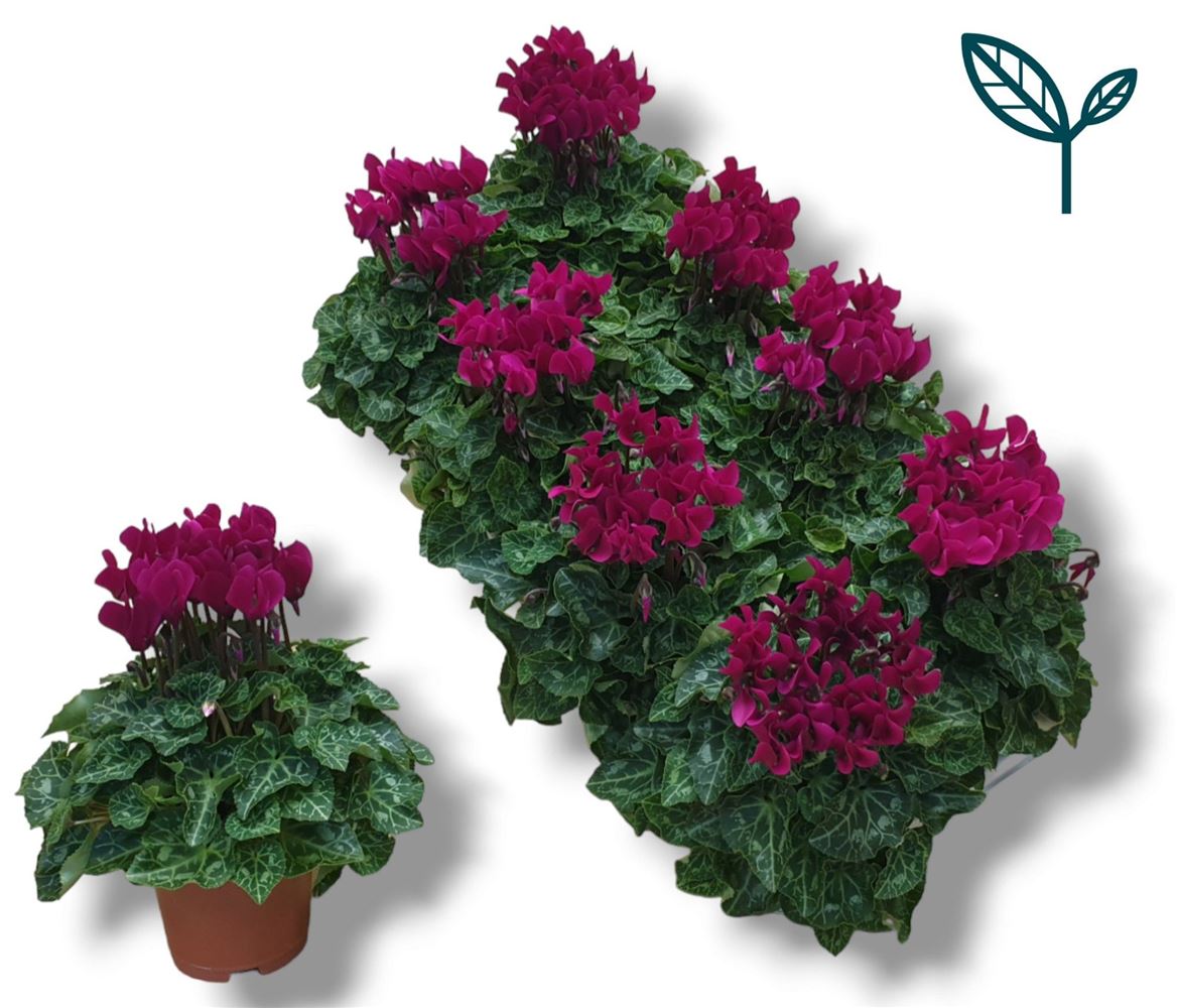 Cyclamen Per Ss Paars
