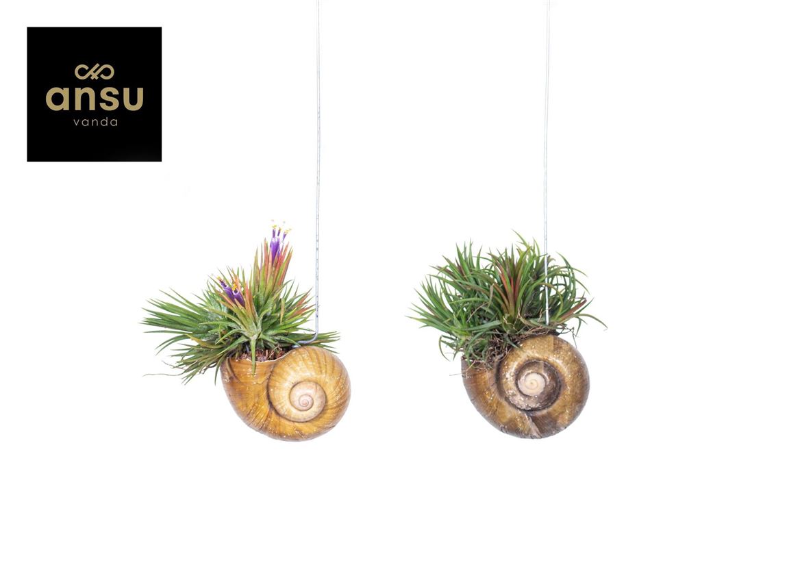 Tillandsia Ionantha Gemengd Shelly Hang