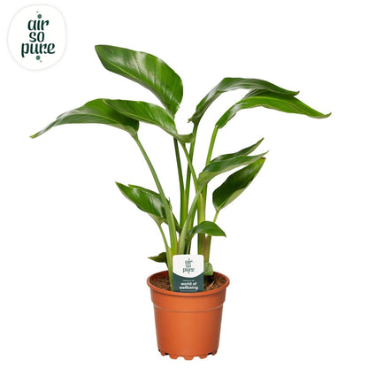 Strelitzia Nicolai 3pp