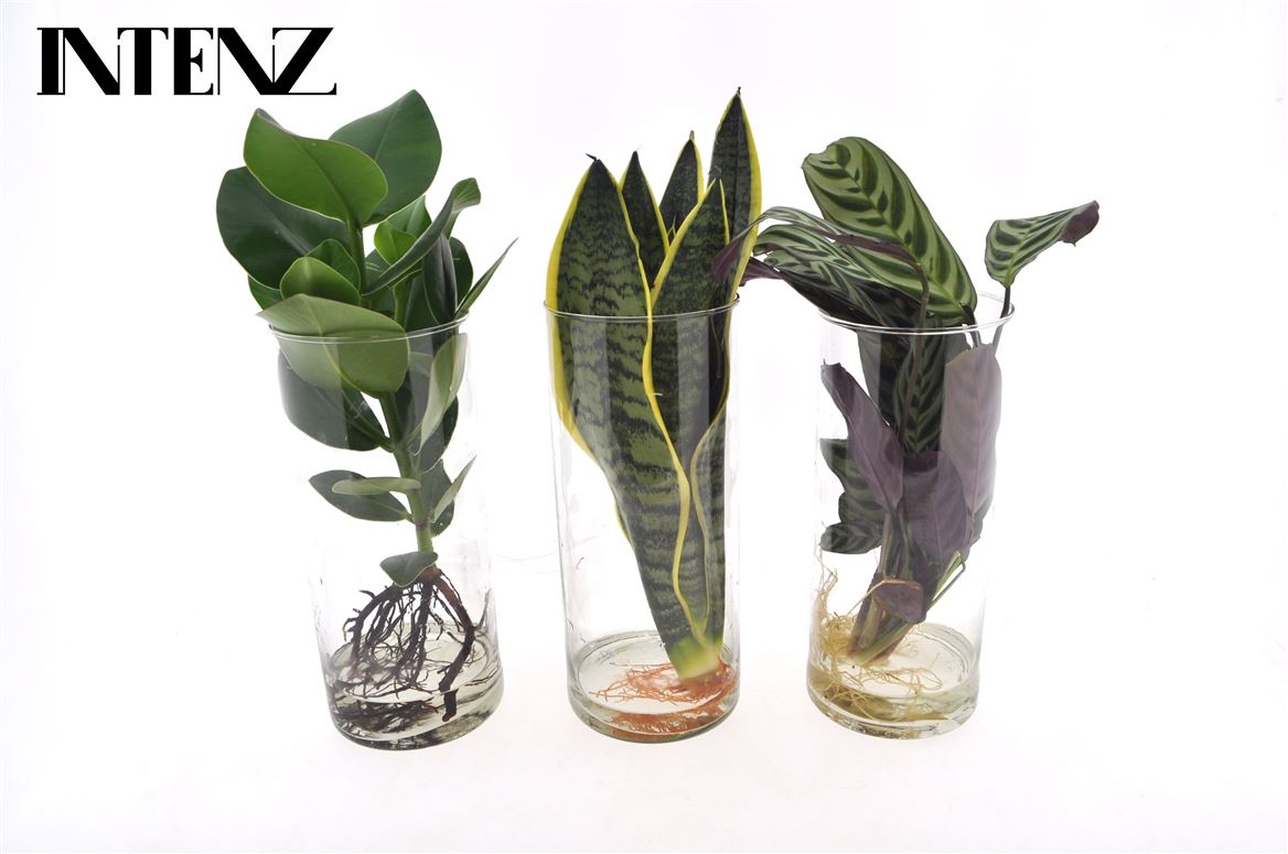 Opm Intenz Gemengd Glas Cilinder