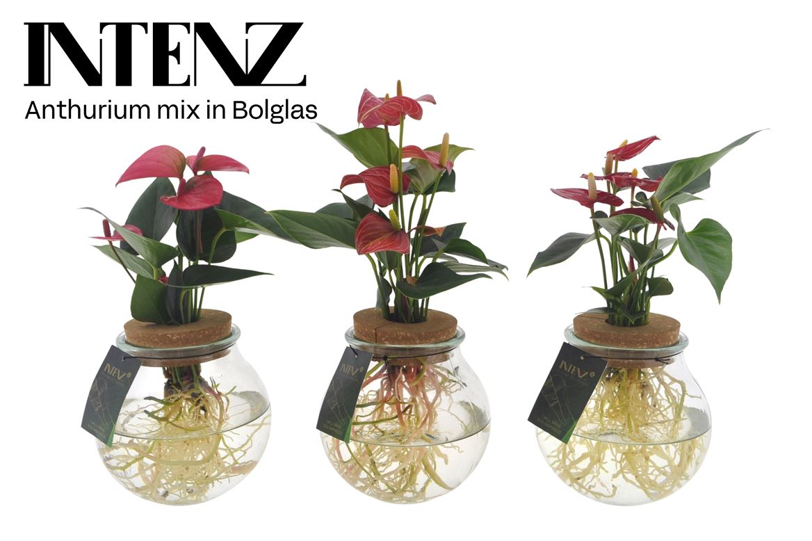Opm Intenz Anthurium Glas Bolglas