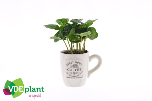 Coffea Arabica Keramiek Koffiemok Wit