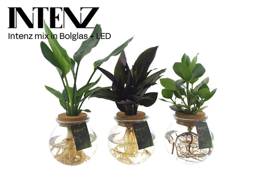 Opm Intenz Gemengd Glas Bol